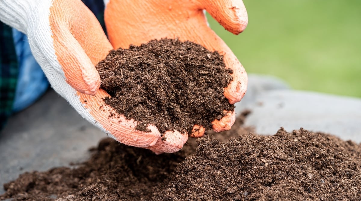 Close up of gloved hands holding a pile of soil.