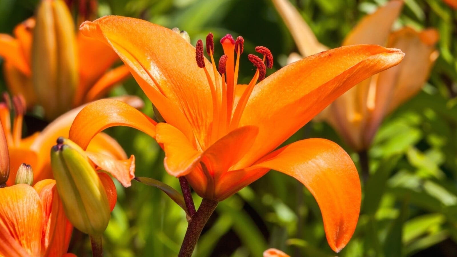 16 Types Of Orange Lilies For Bright Garden Color 16 Types Of Orange Lilies For Bright Garden Color