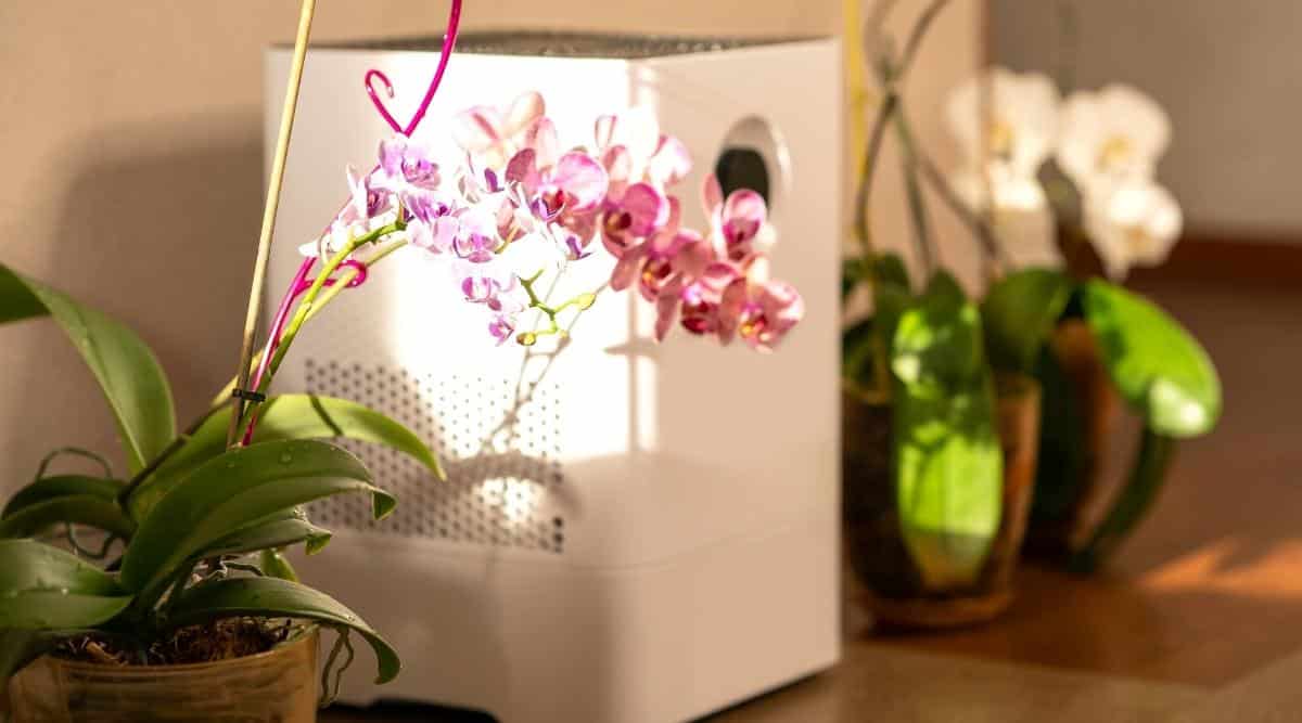 Close-up of blooming orchids next to a large, white, air purifier. Orchids in translucent yellow pots. Plants consist of dense, oval, oblong leaves, dark green in color, covered with drops of water, and tall inflorescences of small pink flowers.