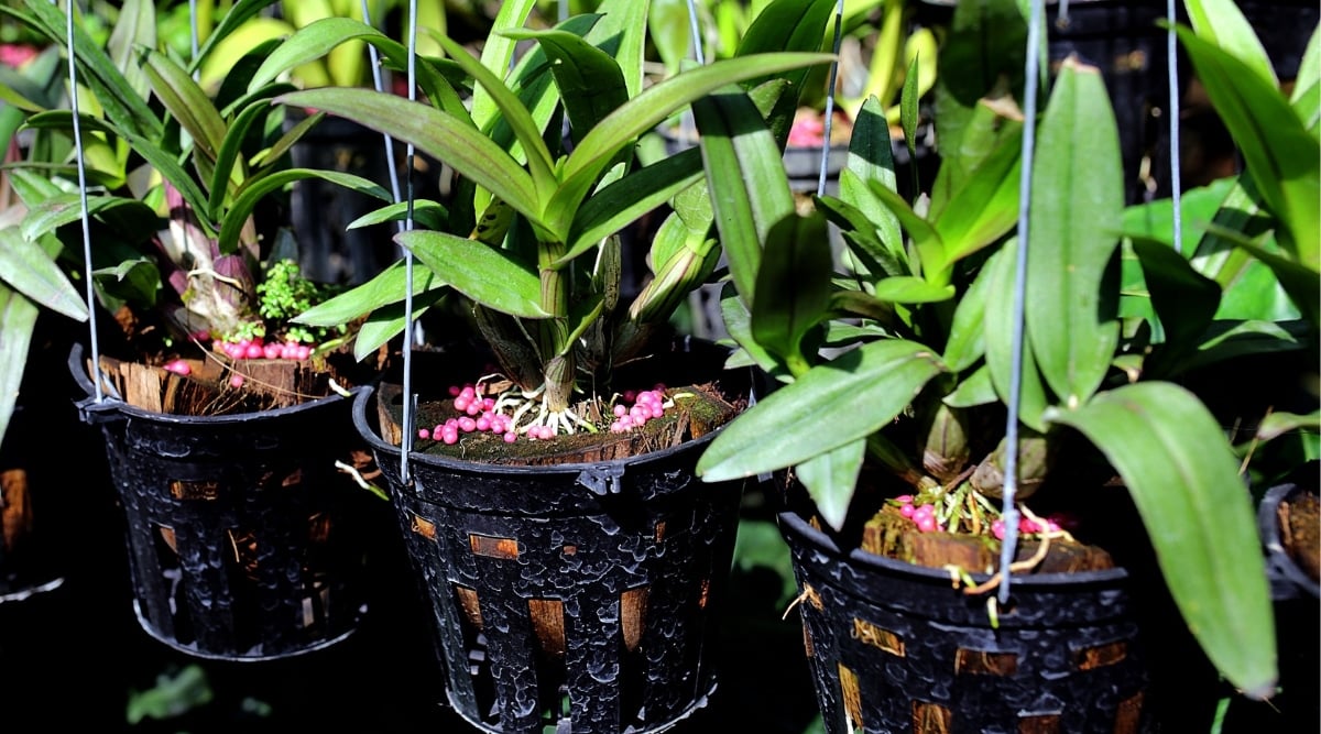 Close-up of potted orchids in hanging pots, in a sunny garden. The plant has long, narrow, oval, dark green leaves. Pink round granules of fertilizer are on the soil mixture in pots.