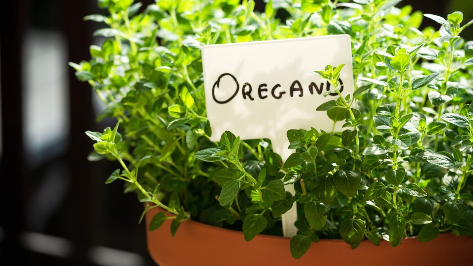 10 Tips For Growing Amazing Oregano in Pots or Containers