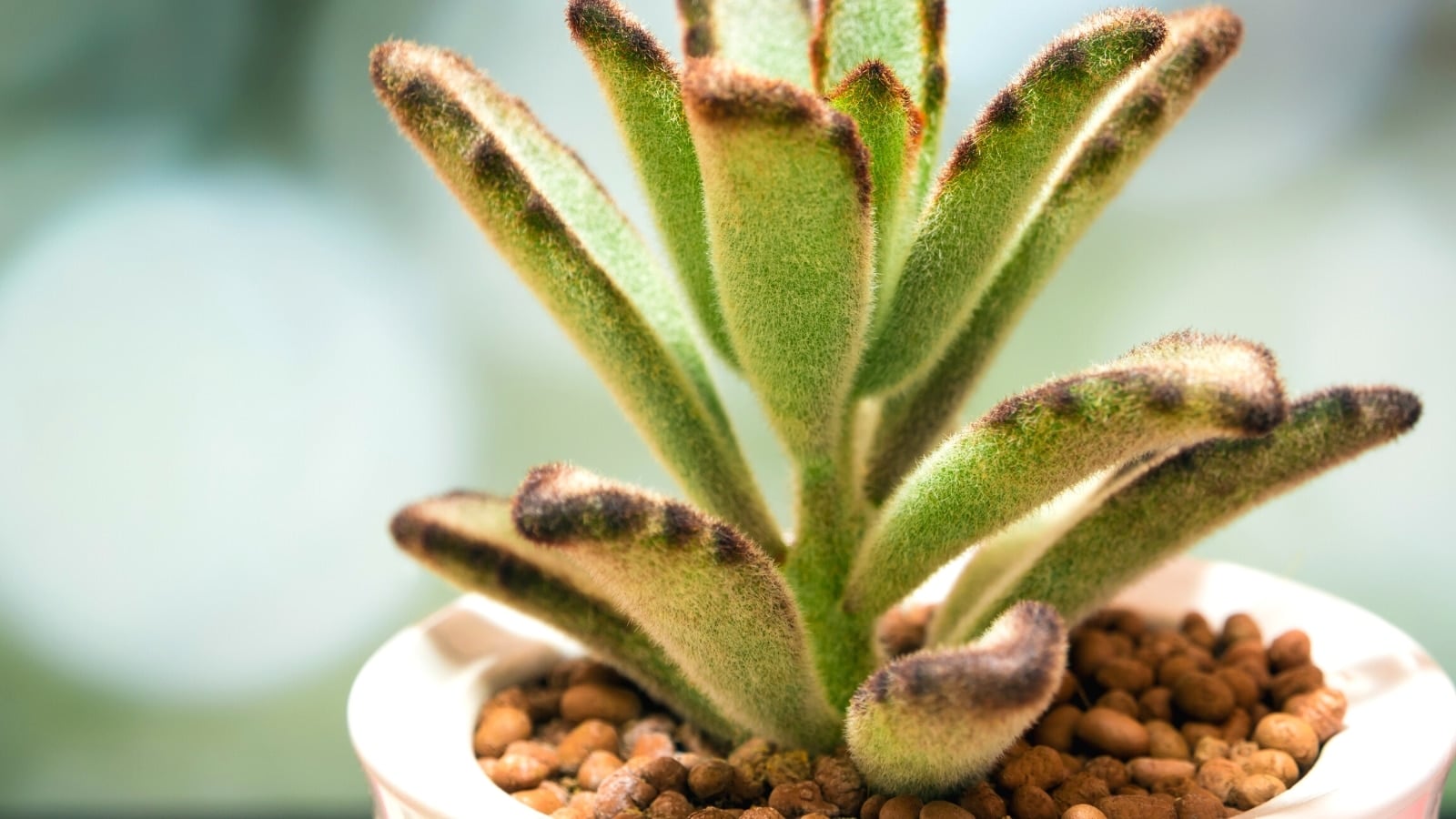 How to Plant, Grow and Care For Panda Plants