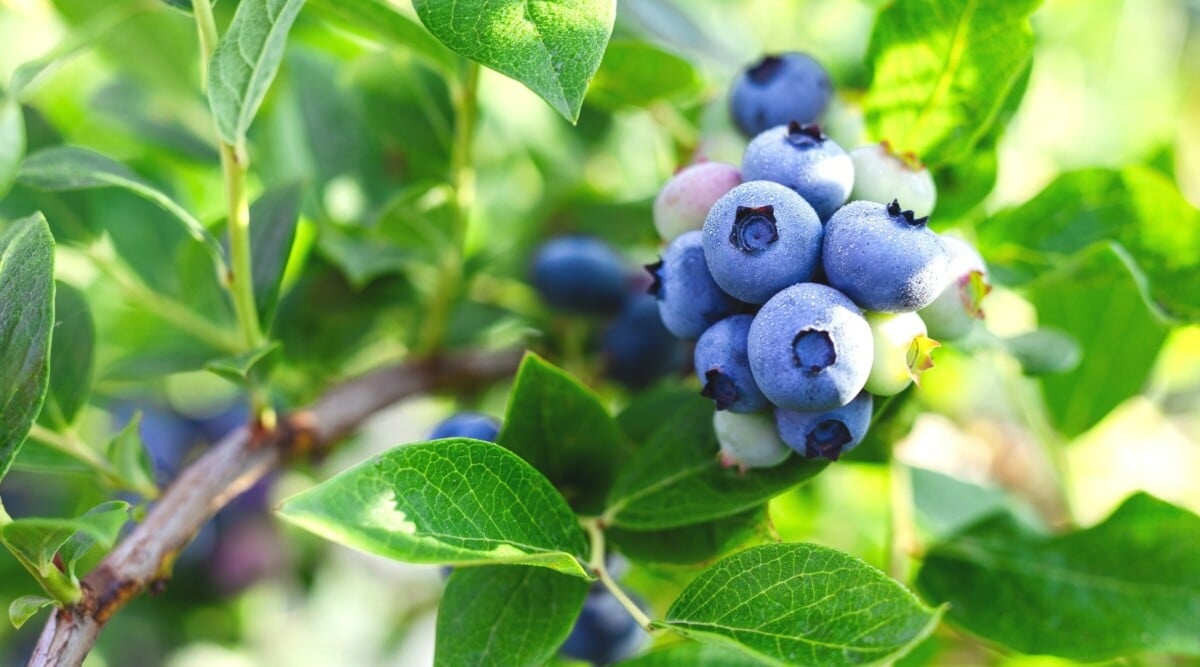A close up of a cluster of plump ripe blueberries sitting atop green foliage.