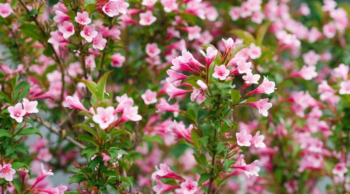 Pink Flowering Shrubs 31 Flower