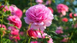27 Stunning Pink Rose Varieties For Your Garden