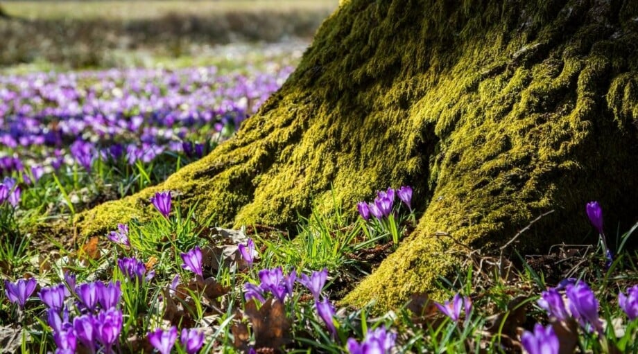 17 Plants That Grow Beautifully Under Oak Trees
