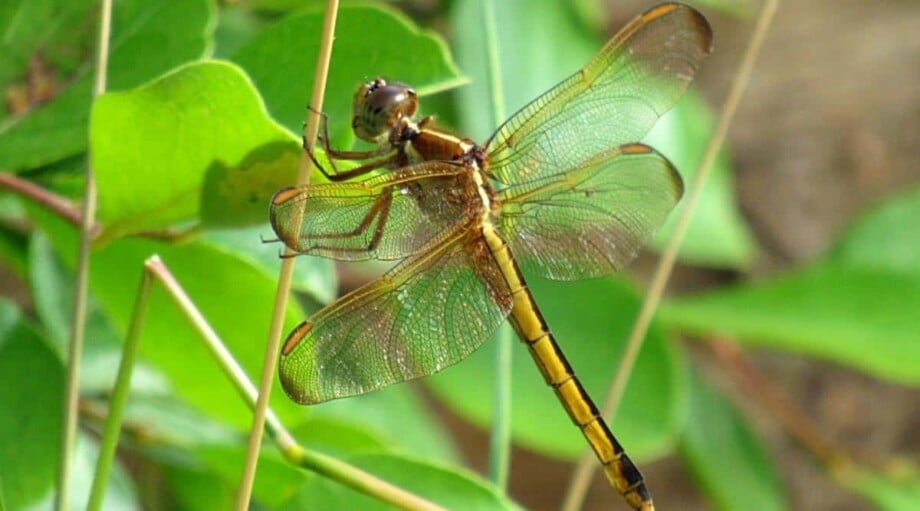 15 Plants That Will Attract Dragonflies to Your Garden