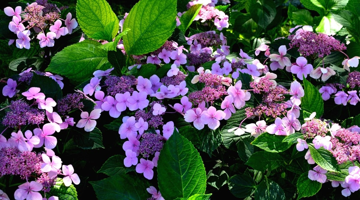 Close-up of gorgeous plum purple lacey flowers and dark green oval leaves. Blossoms consist of inner small petal-less purple flowers and four-petal showy flowers arranged in a circle.