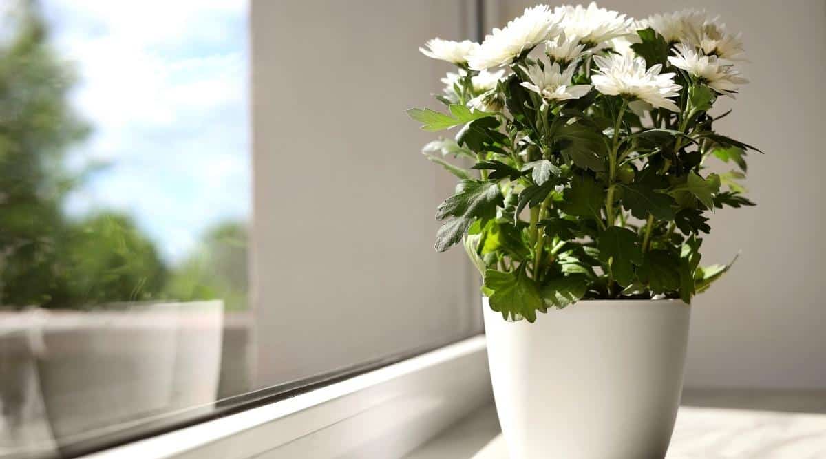 Beautiful white chrysanthemums bloom in a white pot on a light windowsill. Chrysanthemum flowers are small, double, consist of many thin white petals. The leaves are dark green, lobed, oppositely arranged along the stems.