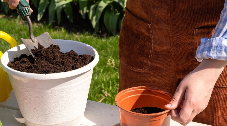 11 Tips For Growing Cucumbers In Pots Or Containers 11-tips-for-growing-cucumbers-in-pots-or-containers