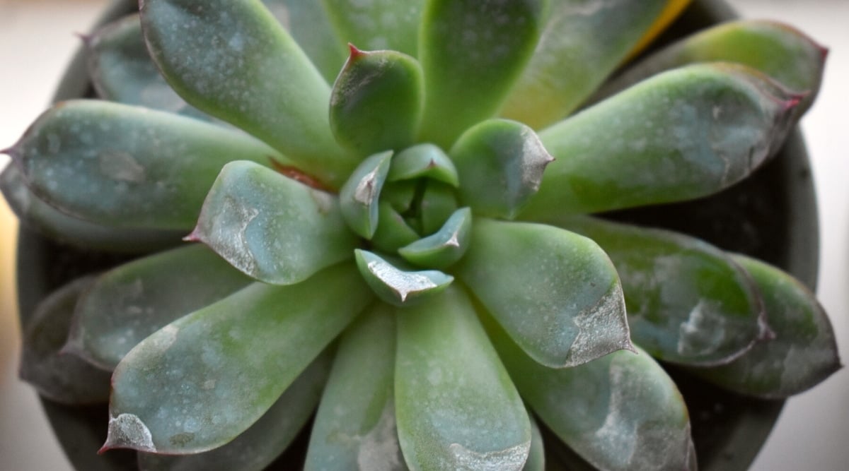 How to Identify, Treat, and Prevent Powdery Mildew on Succulents