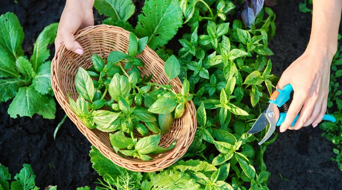 How to Prune Basil in 6 Easy Steps