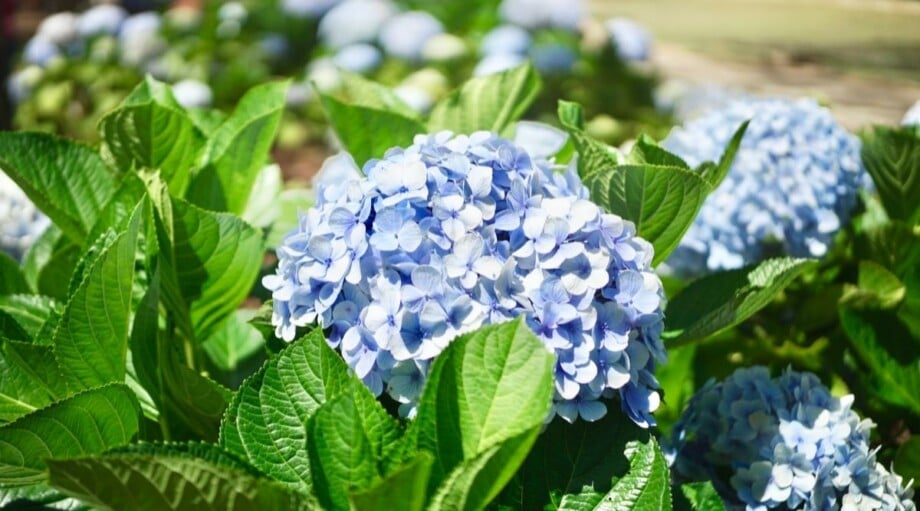 How to Prune Hydrangeas in 7 Easy Steps