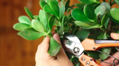 How to Prune Jade Plants in 4 Easy Steps