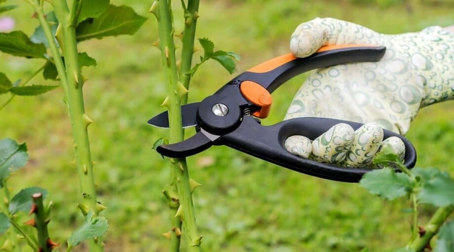 How and When to Prune Rose Bushes