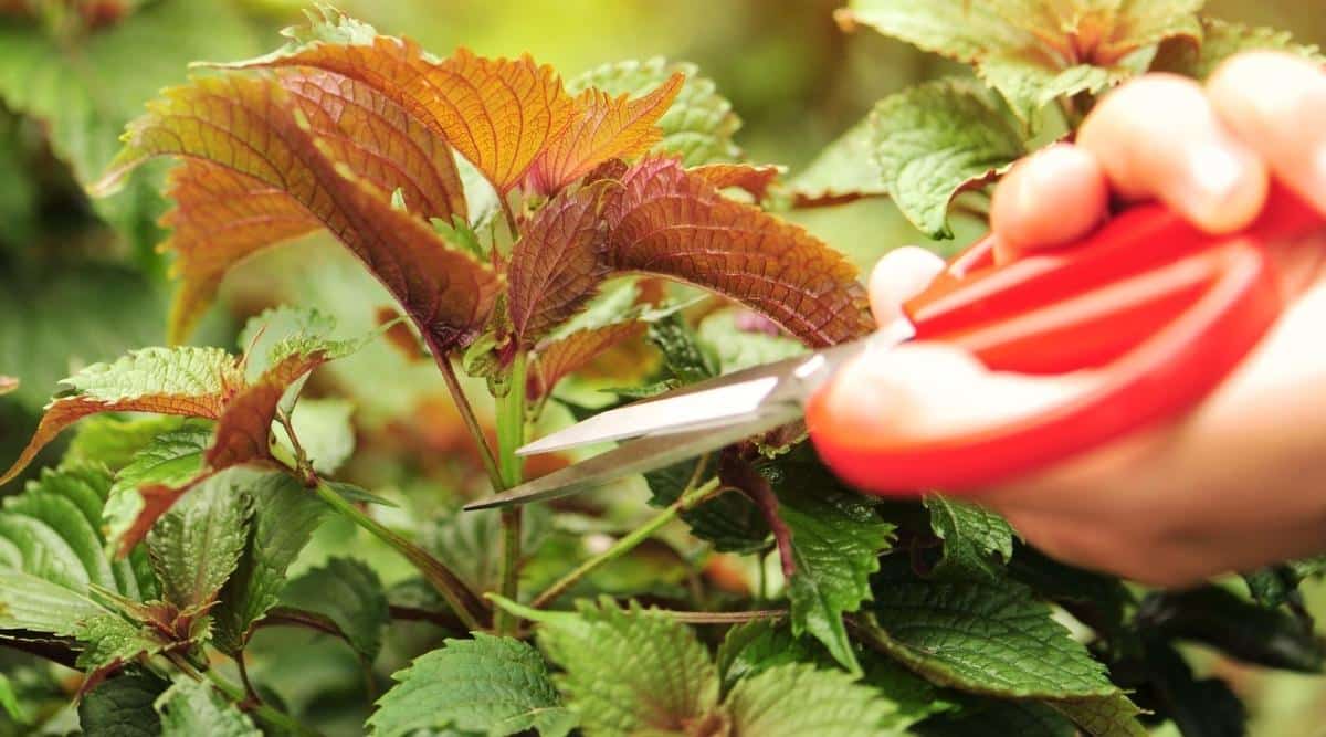 Pruning plant in garden