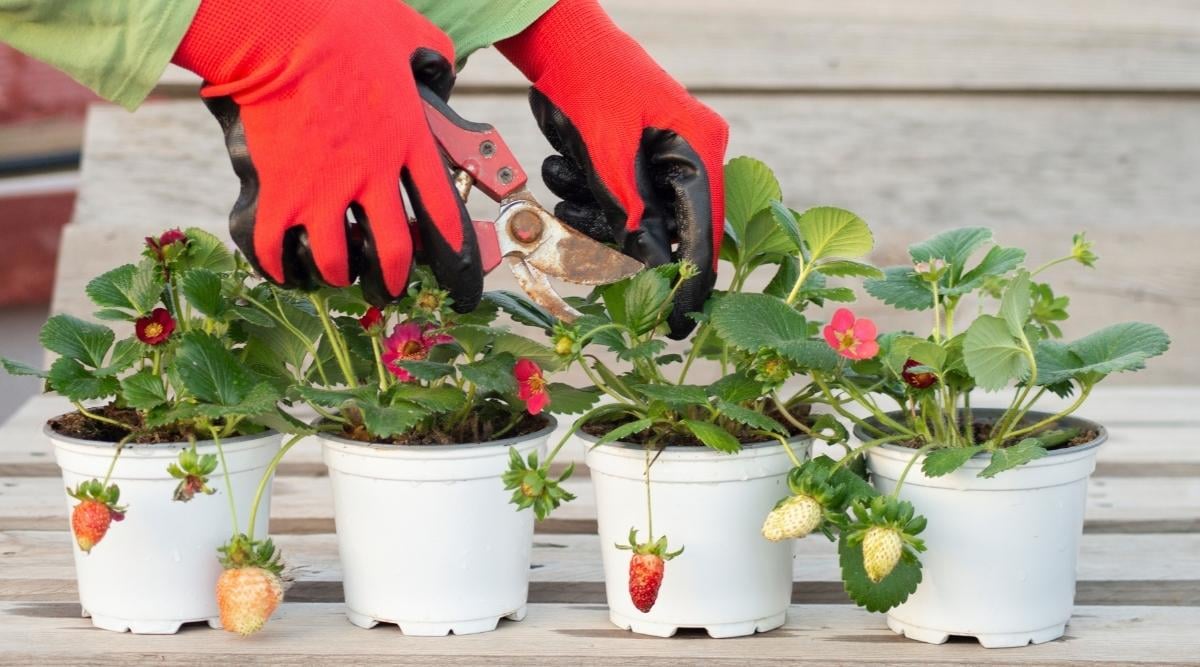 pruning and cutting off dried leaves on strawberry bushes