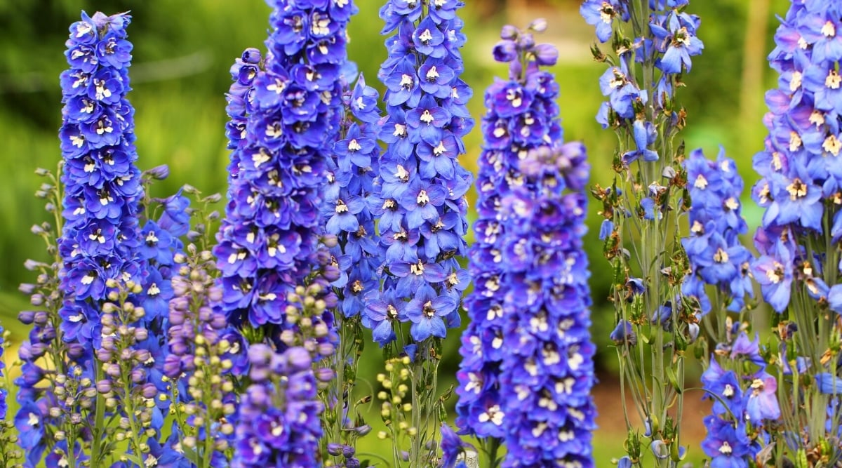 Field of tall flower stalks lined with fluffy, purple flowers with white centers.