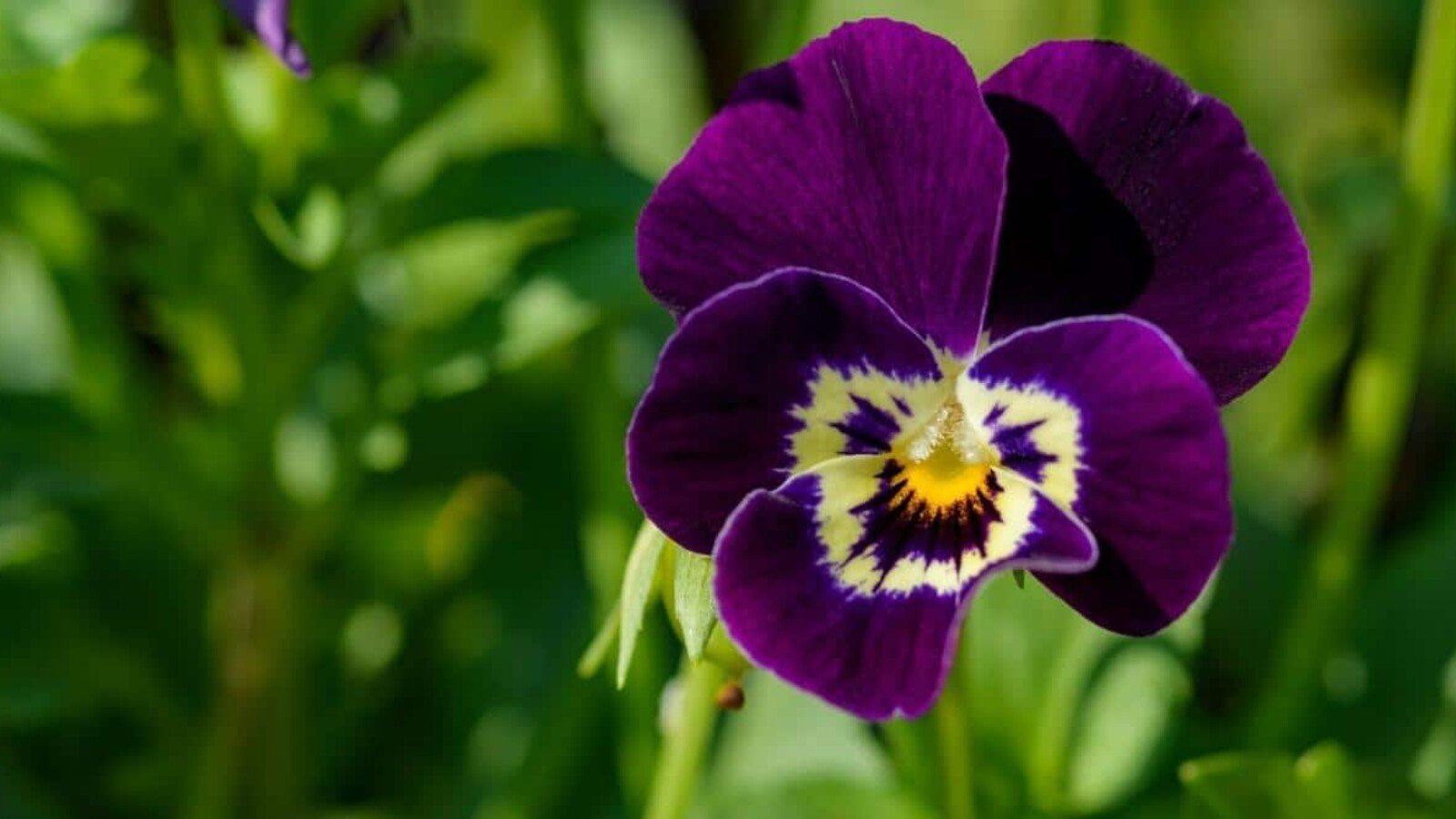 purple annuals