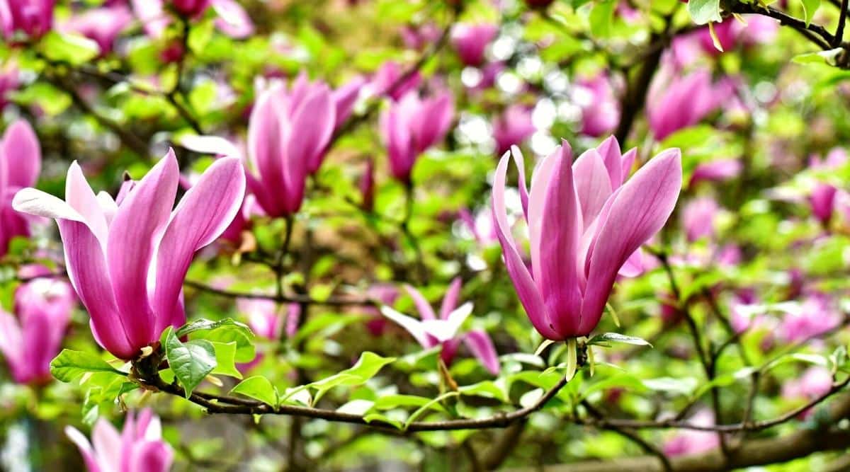 9 Different Types of Purple Flowering Magnolia Tree Varieties
