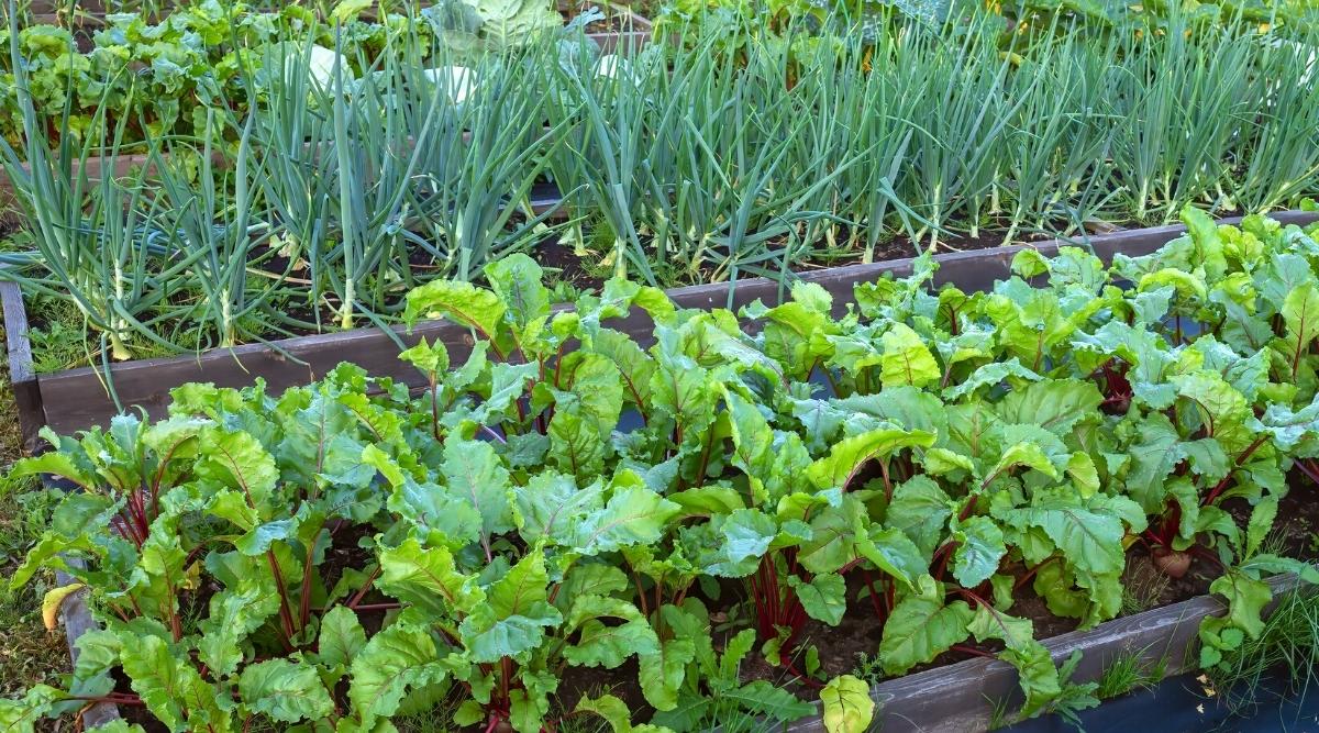 Raised garden beds made with wood, the front one has chard with red stems and green leaves and the back bed has tall green onions with more raised garden beds in the background