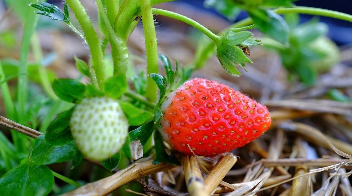 red strawberry on the straw grass