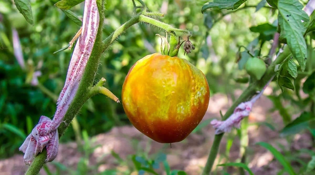 Tomato Sunscald When Tomatoes Get Too Much Sun