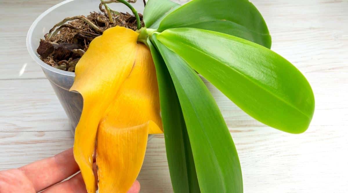 5 Reasons Your Orchid is Wilted, Droopy and Dying