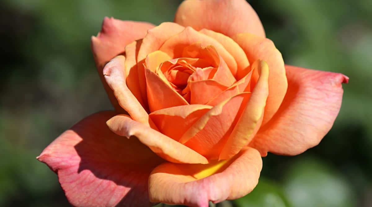 Close-up of a blooming 'Remember Me' rose against a blurred green background. The rose has beautiful orange petals with hints of bronze and dusty pink.