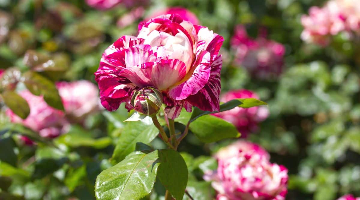 Close-up of a blooming rose 'Stars 'n' Stripes Forever' against a blurred background of a blooming sunny garden. The flower is lush, double, has large rounded petals with a white base, decorated with bright crimson stripes that create a bold and attractive look. Some petals also have light pink stripes.