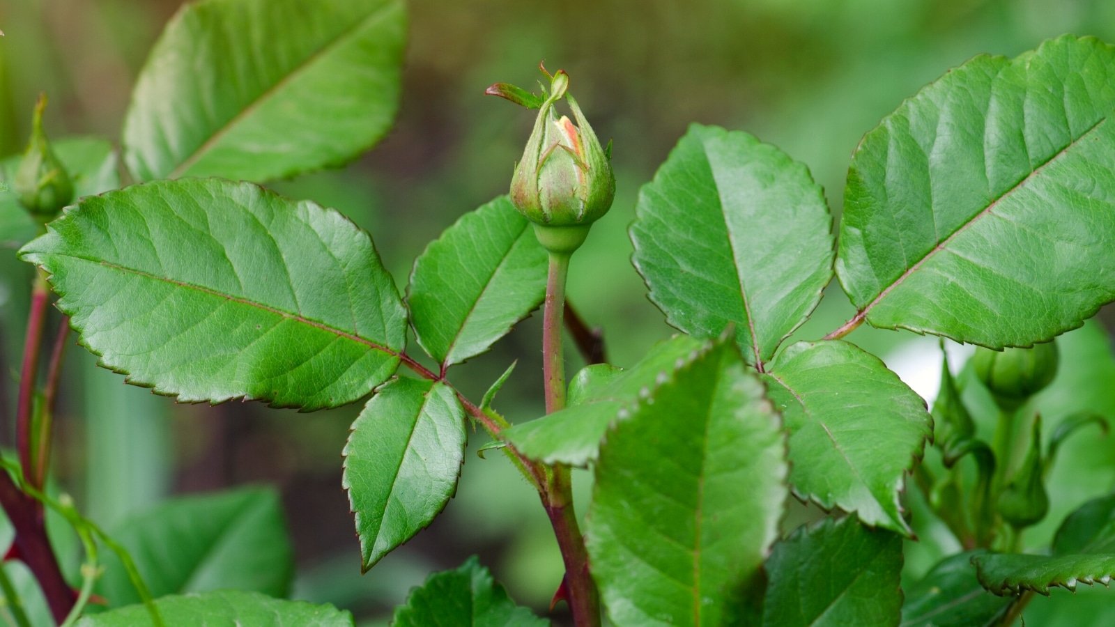 11 Reasons Your Roses Aren't Blooming This Season