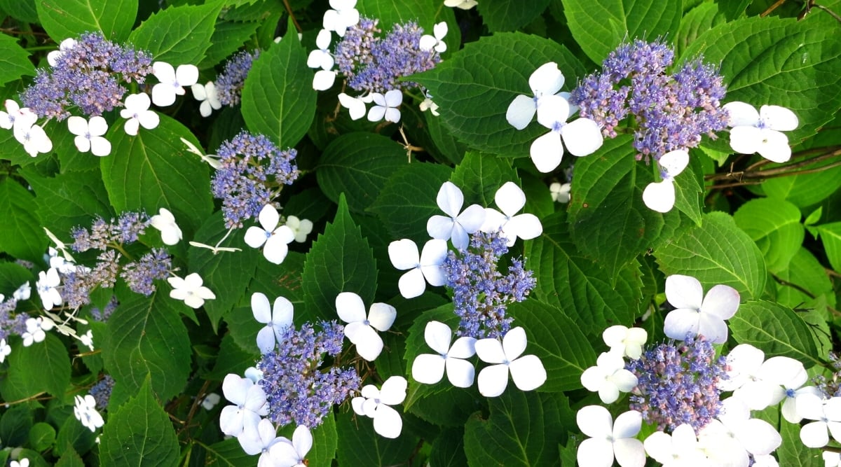 Close-up of a blooming flowers surrounded by dark green, oval, pointed-tipped, serrated-edged leaves. For each lacecap flower, there are small blue flowers growing in the center, surrounded by several larger showy pale blue flowers consisting of four rounded petals.