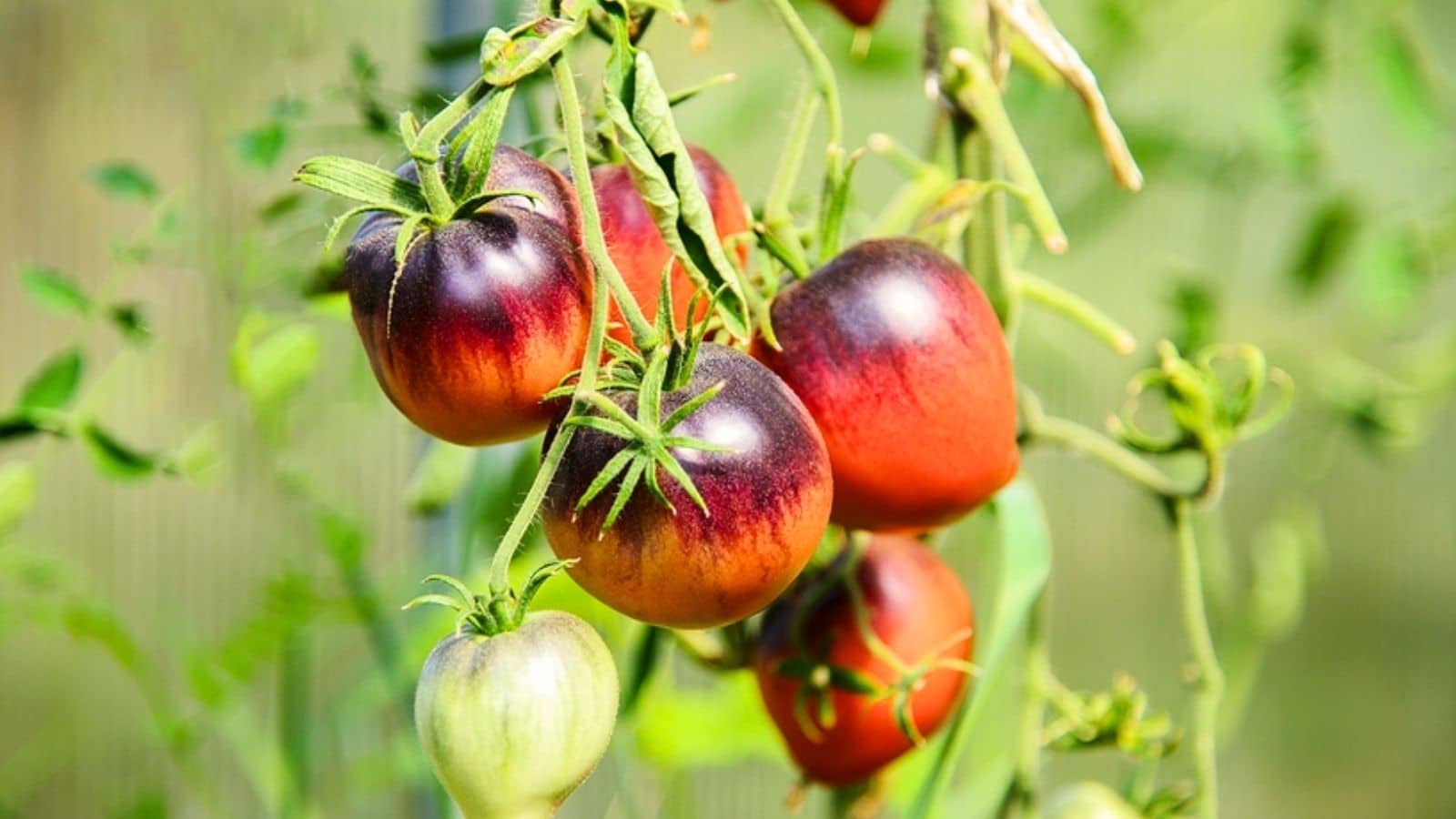 17 ShadeFriendly Tomato Varieties For Gardens With Less Sun