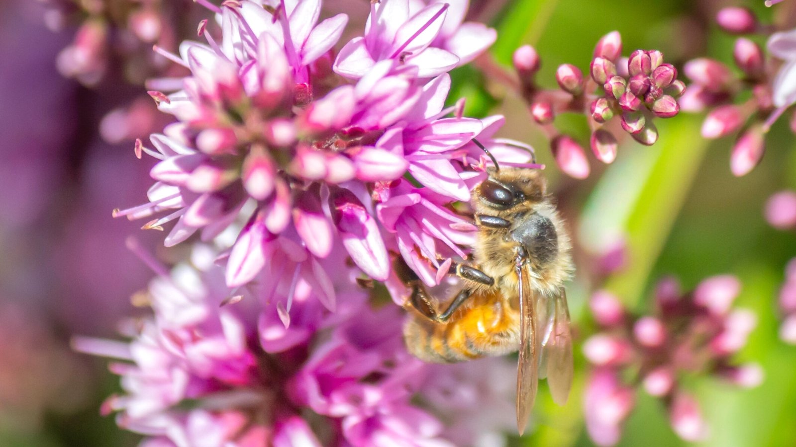 Top 21 Shrubs for Pollinators