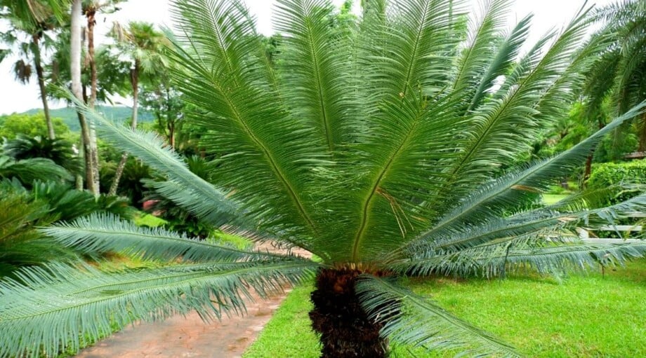 17 Small or Dwarf Palm Trees For Home Gardens