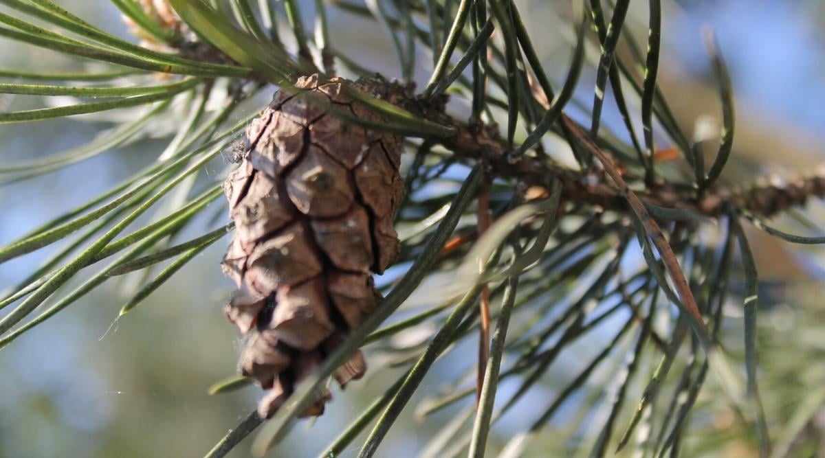 small spikey pine cone with long pine needles on branch