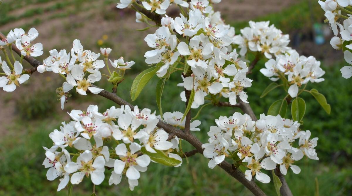 White Flowering Trees 14 White Flowering Trees To Plant In Your