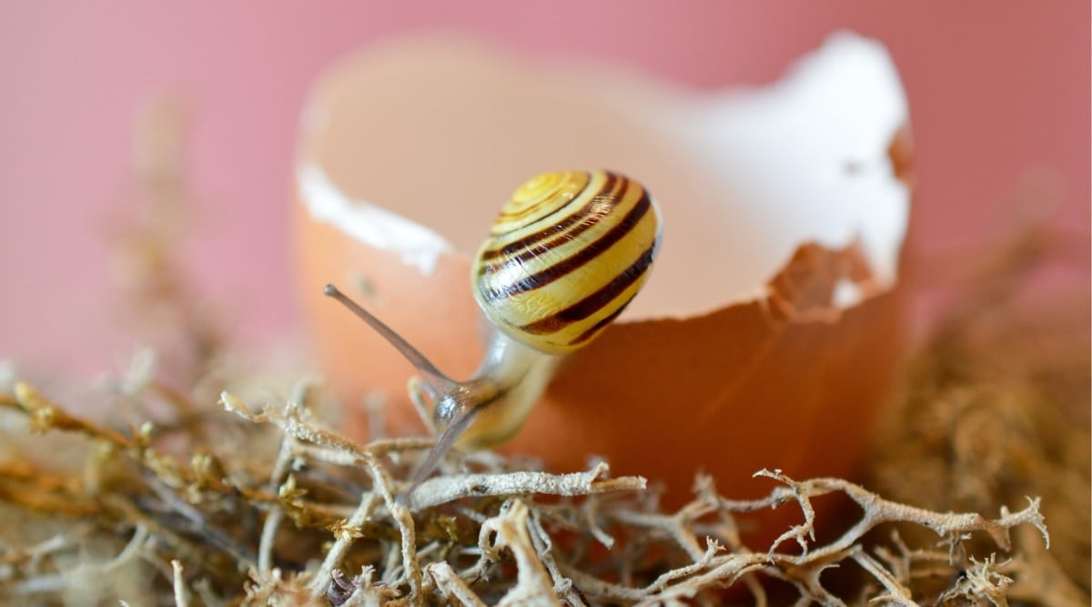 Close-up of a small snail on an eggshell, on a pink background. The snail has a soft, slimy body and a helical spiral shell on its back.