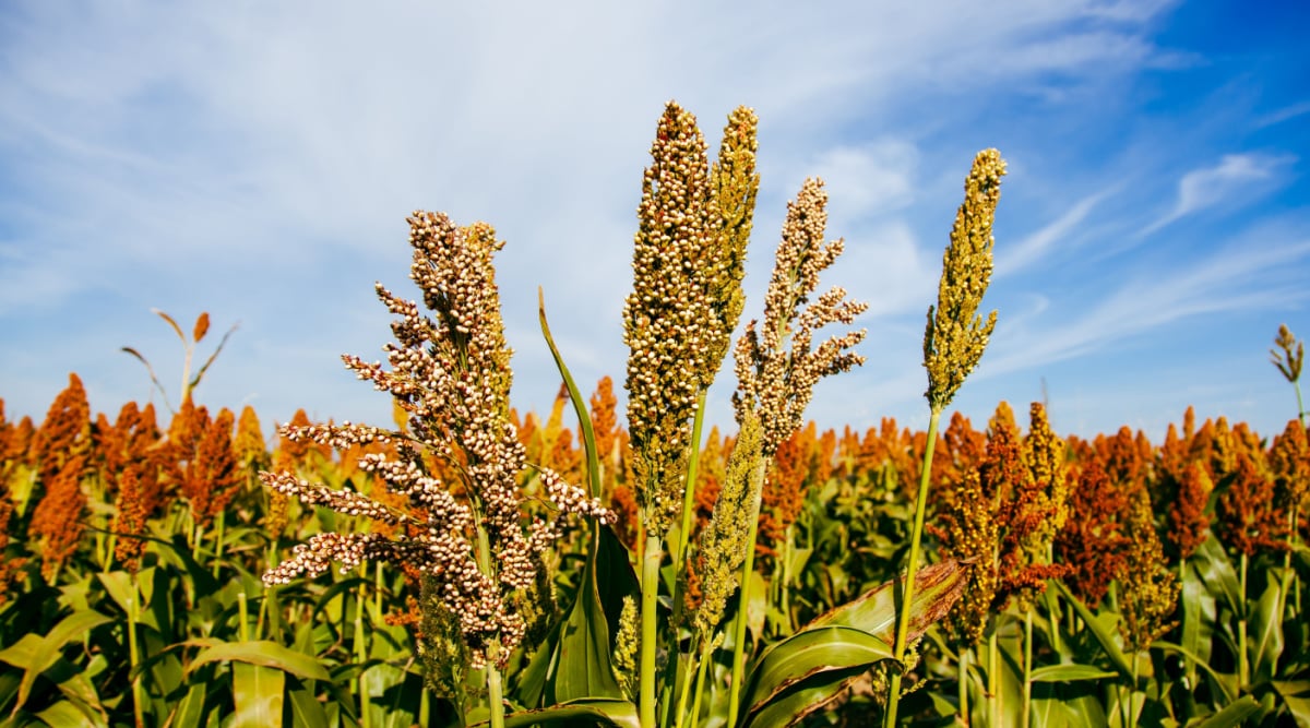 A field of sorghum, with the central focus point of the image on ripe heads of sorghum grain. As the flowers have faded, all that remains at the top is dense clusters of seeds at the end of the grain's long stem.