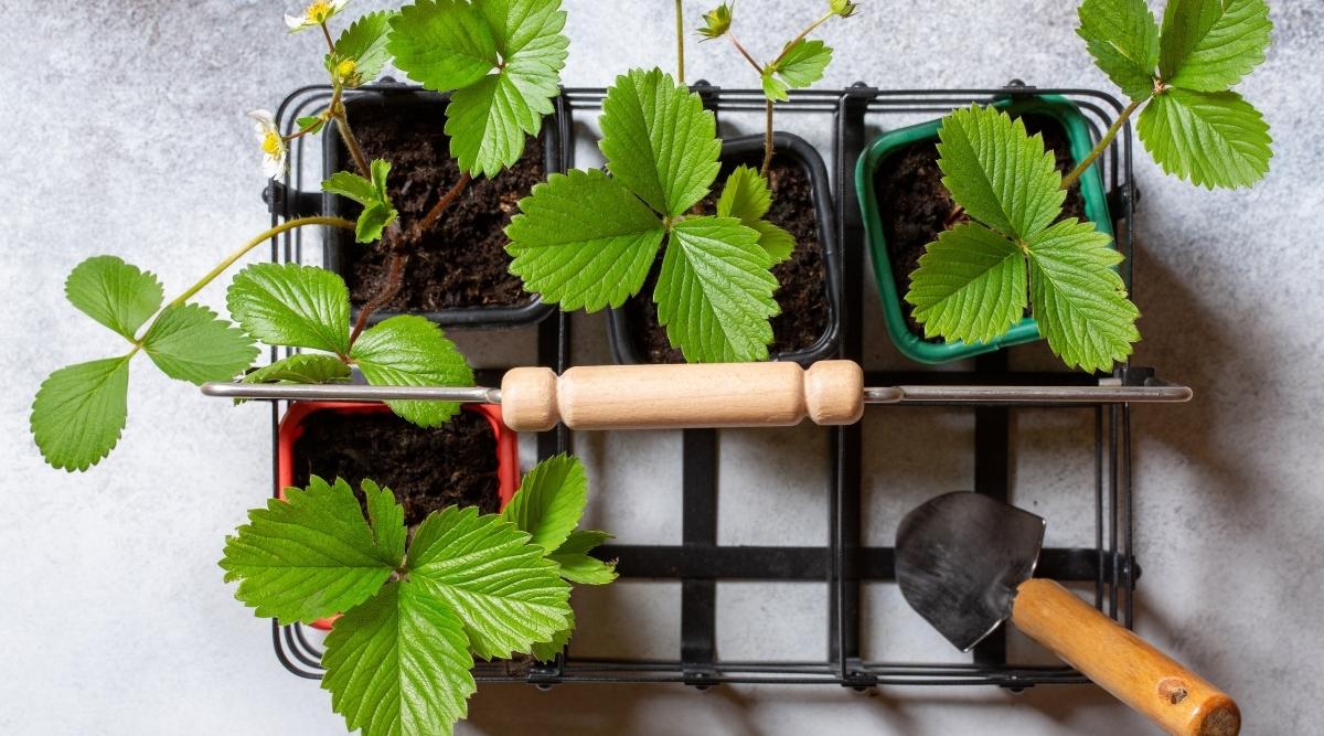 strawberries nursery starts