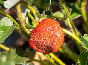 strawberry problems