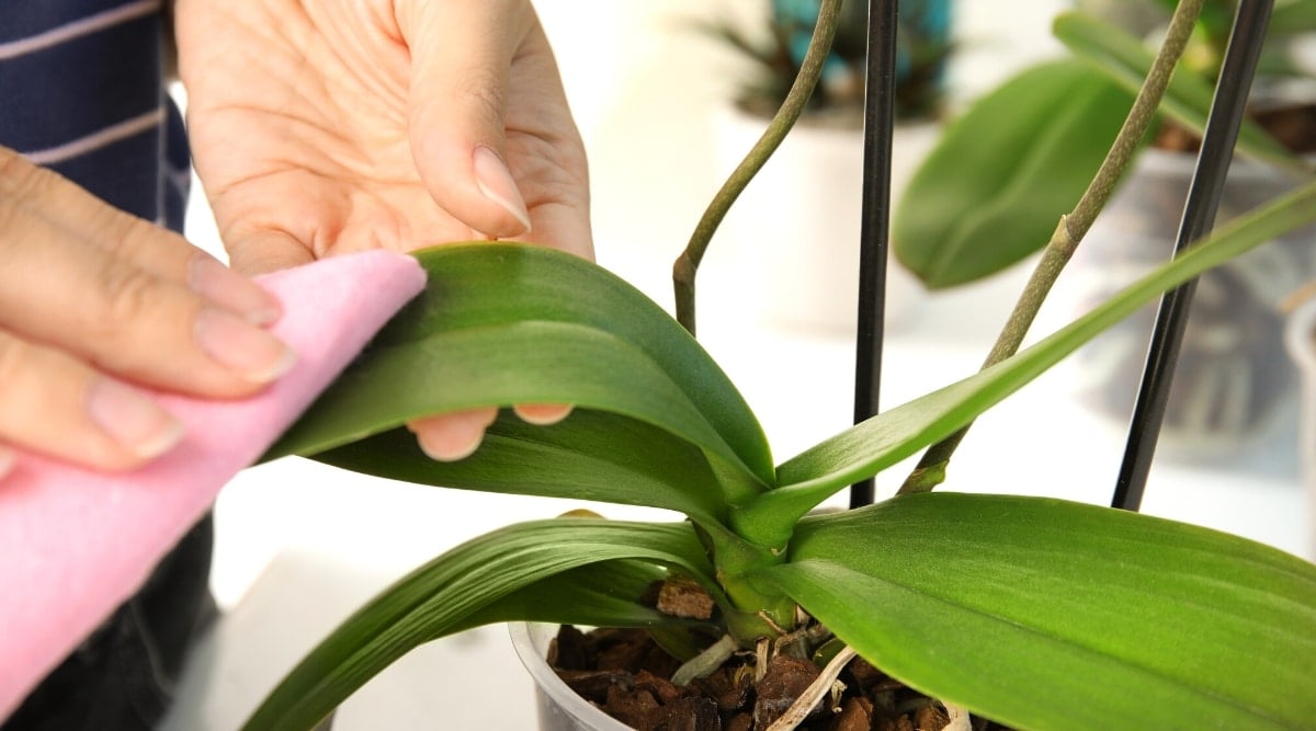 Close-up of female hands wiping orchid leaves with a pink cloth, indoors. The plant has long, rounded, dark green leaves and tall stems attached to black plastic supports.