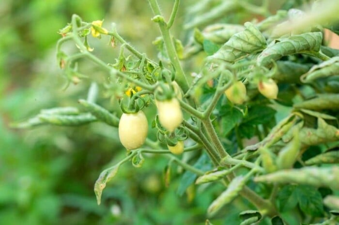 tomato leaves curling