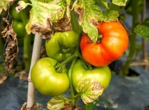 tomato leaves turning yellow
