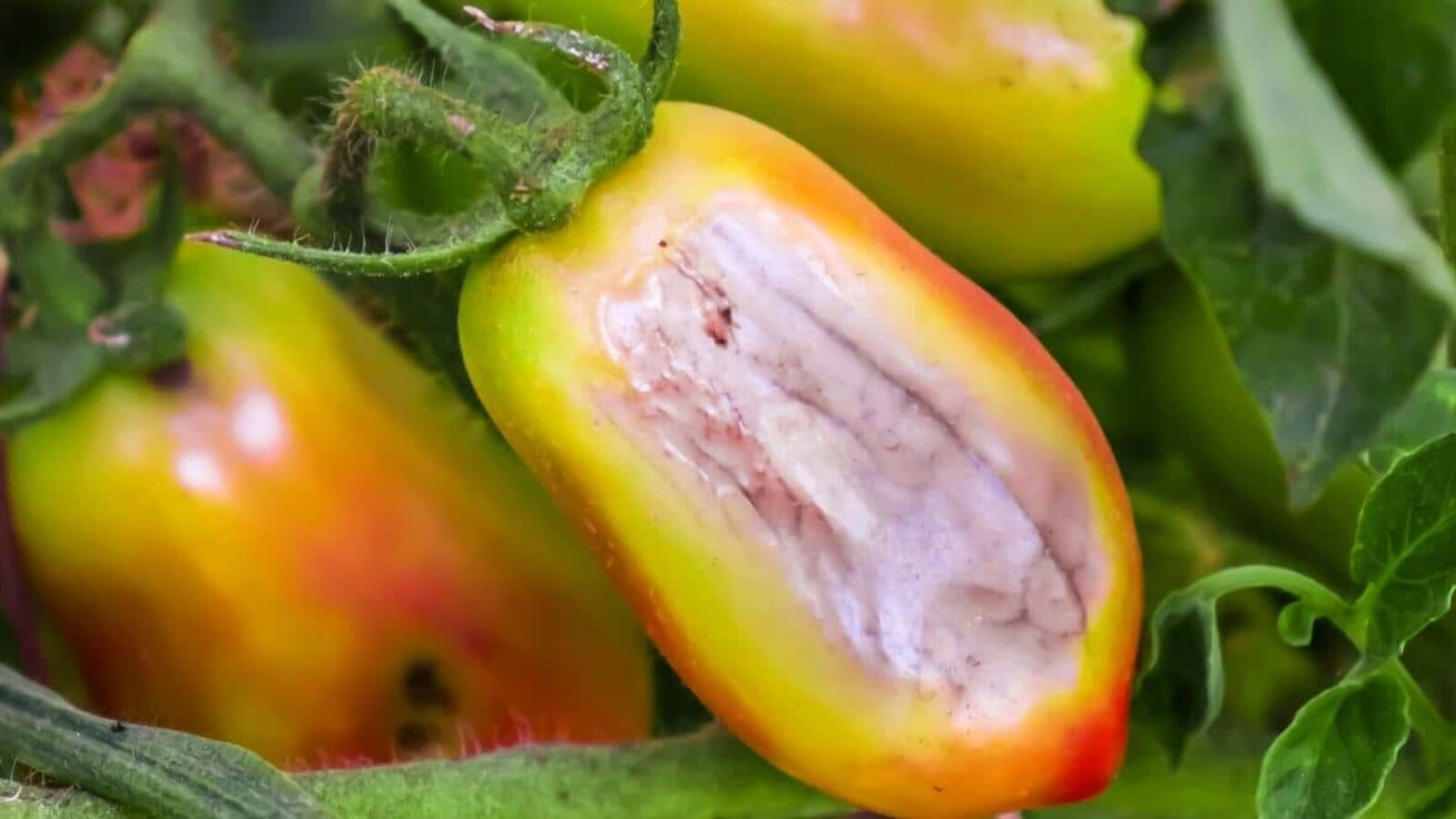 Tomato Sunscald When Tomatoes Get Too Much Sun