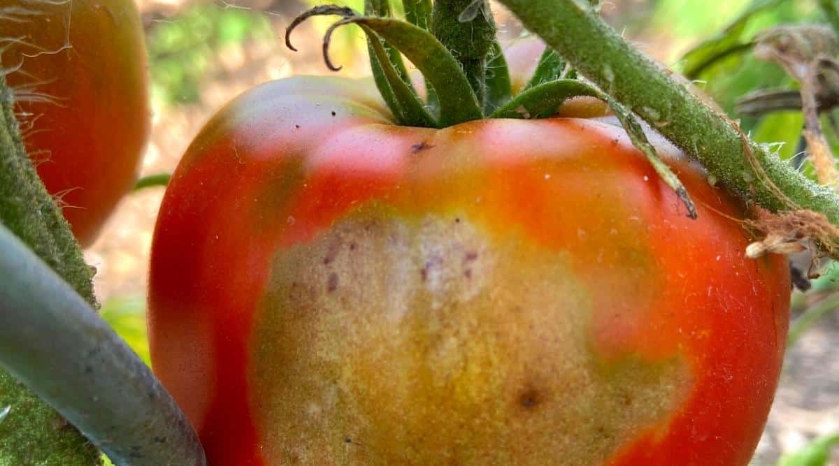 Tomato Sunscald When Tomatoes Get Too Much Sun