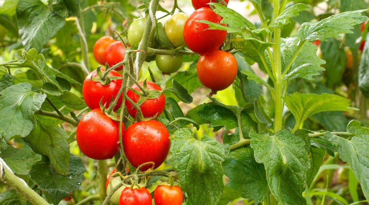 15 Tips For Growing Great Garden Tomatoes