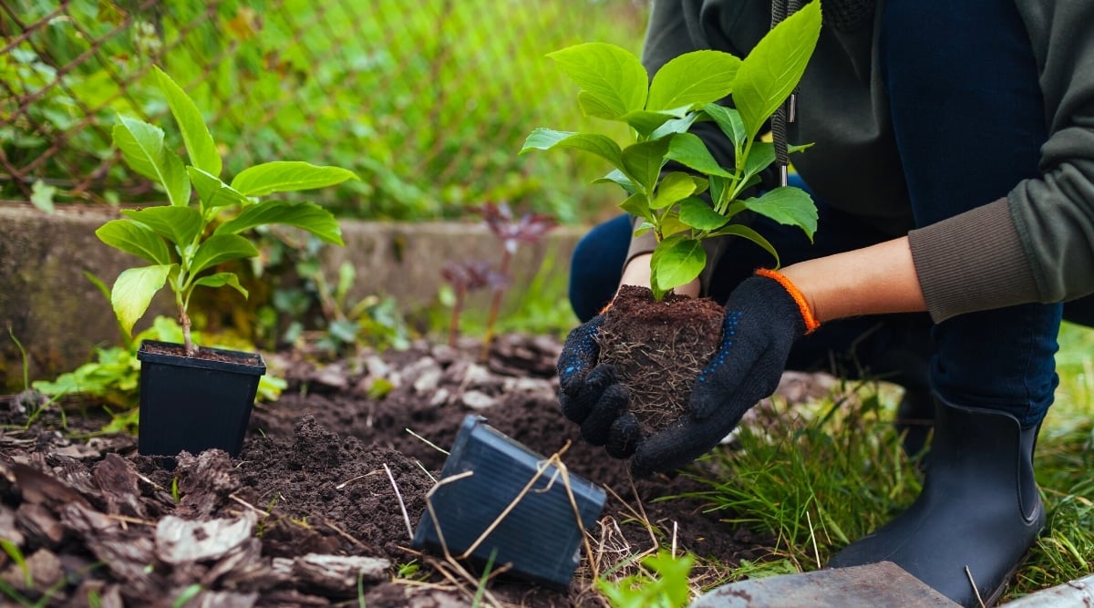 The gardener transplants a young small shrub into the soil in the garden. Close-up of black gloved hands holding a young seedling out of a black plastic square container before planting in the ground. Another seedling in a black square container stands on the ground. The seedlings have bright green oval leaves with serrated edges. The gardener is dressed in blue jeans, a dark green sweatshirt and black rubber boots and is squatting down.
