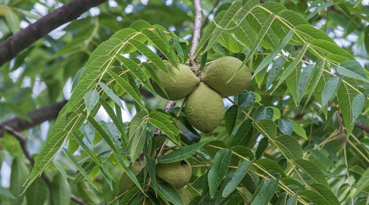 tree with long green leaves and green nuts