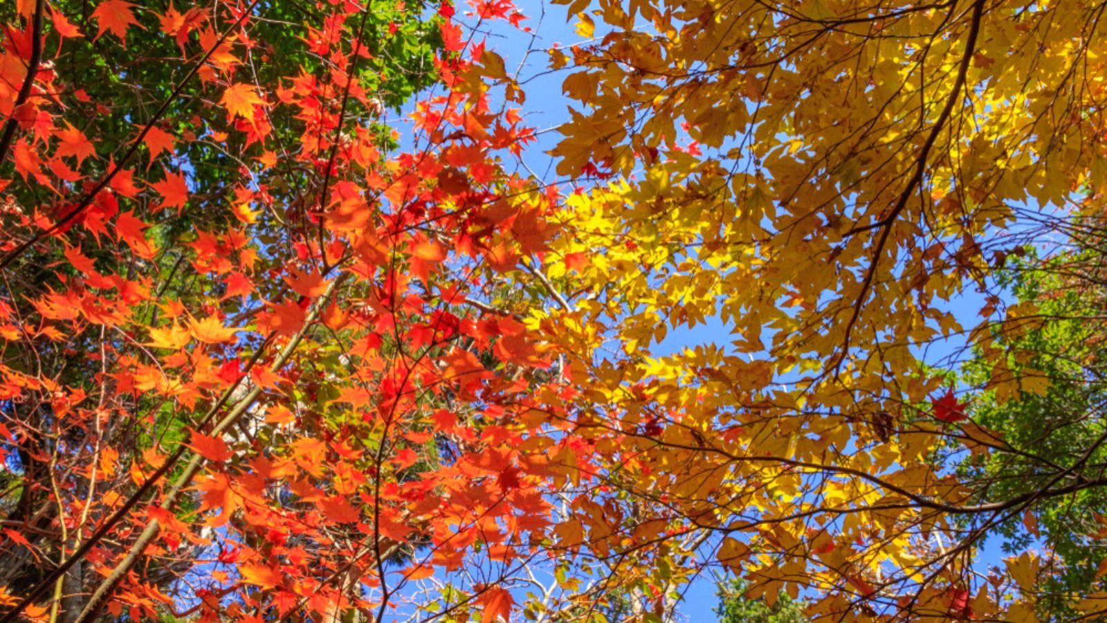 Autumn Leaves are Lovely, But Acorns Fill My Heart - Here She Grows